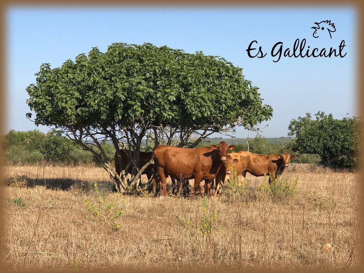 Agroturismo Es Gallicant Campos  Exterior photo
